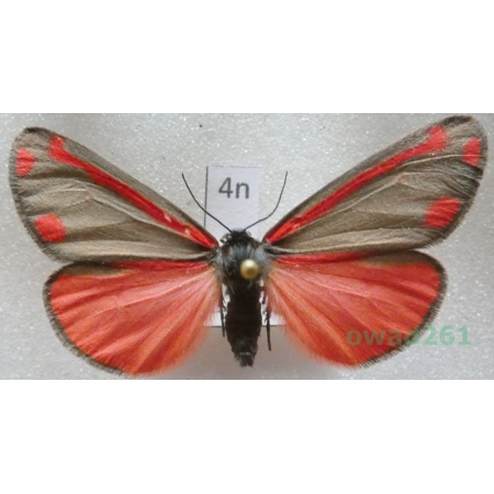 Tyria jacobaeae (Linnaeus, 1758) Czech4n
